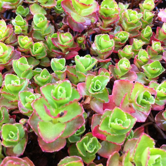 Dragon's Blood Stonecrop: Sedum spurium (Schorbuser Blut) - 1GAL Pot