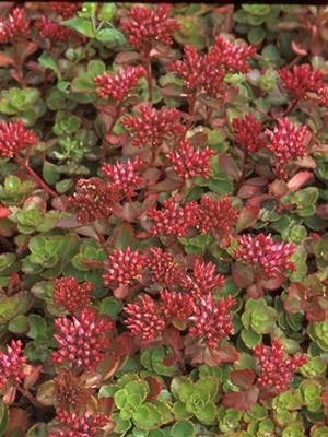 Two-Row Stonecrop: Sedum spurium 'Fuldaglut' - 9CM Pot