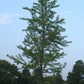 Maidenhair Tree: Ginkgo biloba - 20 Inch Pot - 10+ Foot Tall