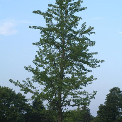 Maidenhair Tree: Ginkgo biloba