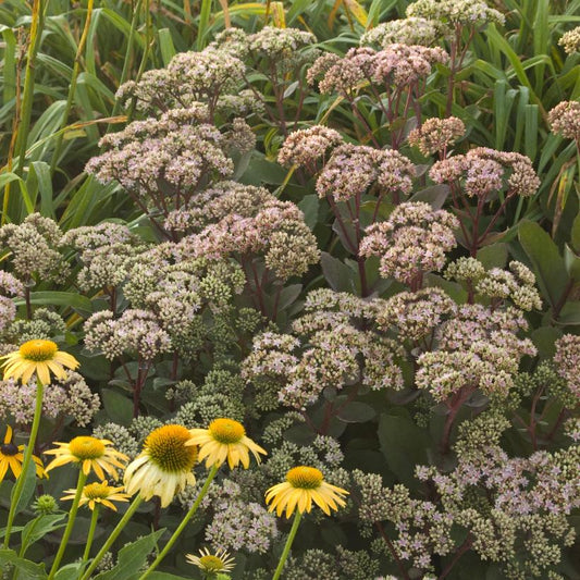 Matrona Stonecrop: Sedum telephium - 1GAL Pot