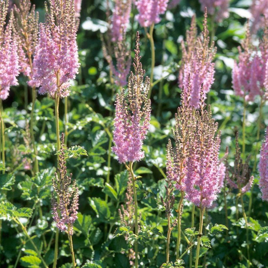 Superba False Spirea - Astilbe chinensis 'taquetii' - 1GAL Pot