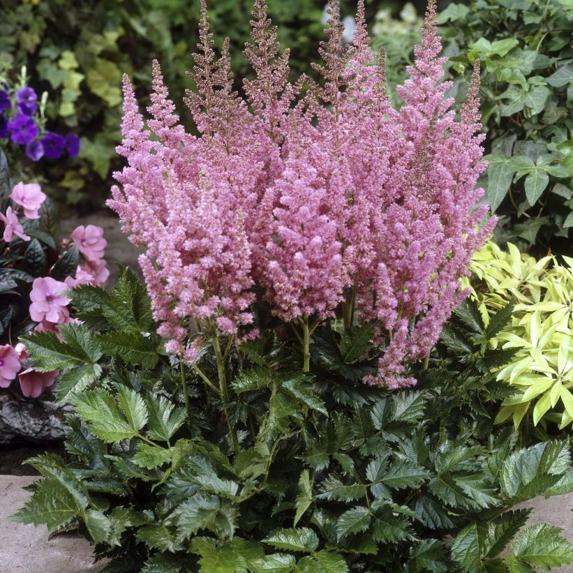 Vision in Pink False Spirea - Astilbe chinensis - 1GAL Pot