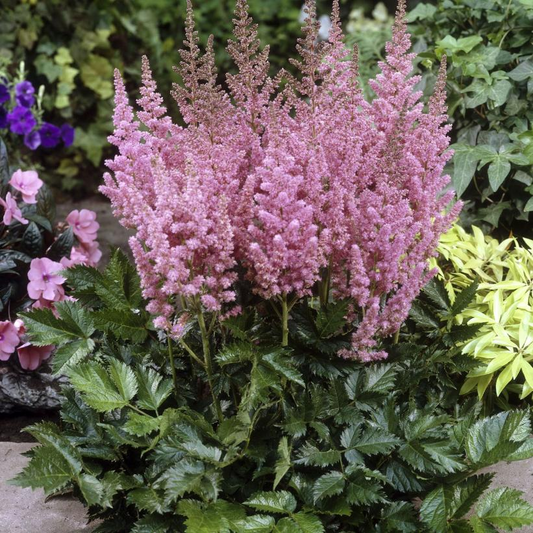 Vision in Pink False Spirea - Astilbe chinensis - 1GAL Pot
