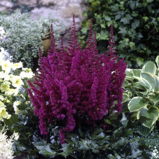 Vision in Red False Spirea - Astilbe chinensis - 1GAL Pot