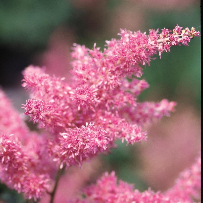 False Spirea: Astilbe japonica 'Rheinland' - 1GAL Pot