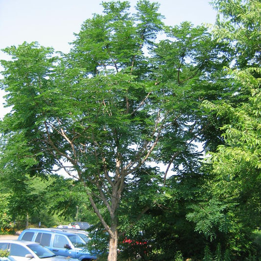 Kentucky Coffee Tree: Gymnocladus dioicus - 200cm Tall BR