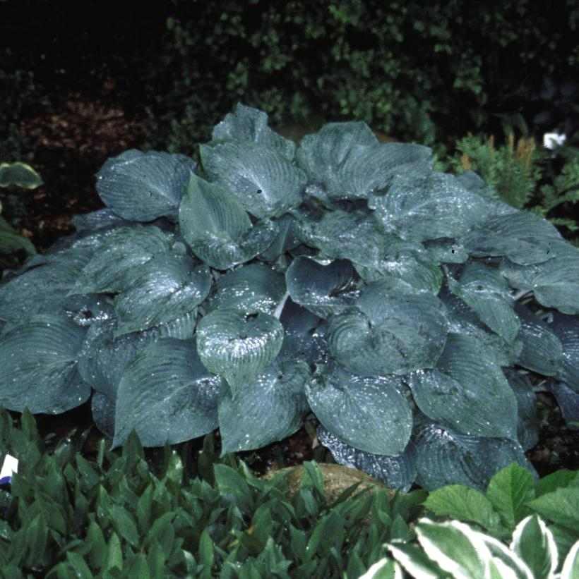 Blue Mammoth Ears: Hosta - 1GAL Pot