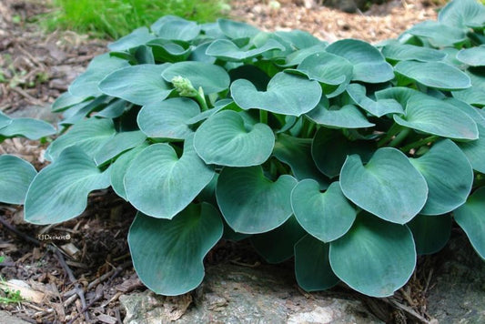 Blue Mouse Ears: Hosta - 1GAL Pot