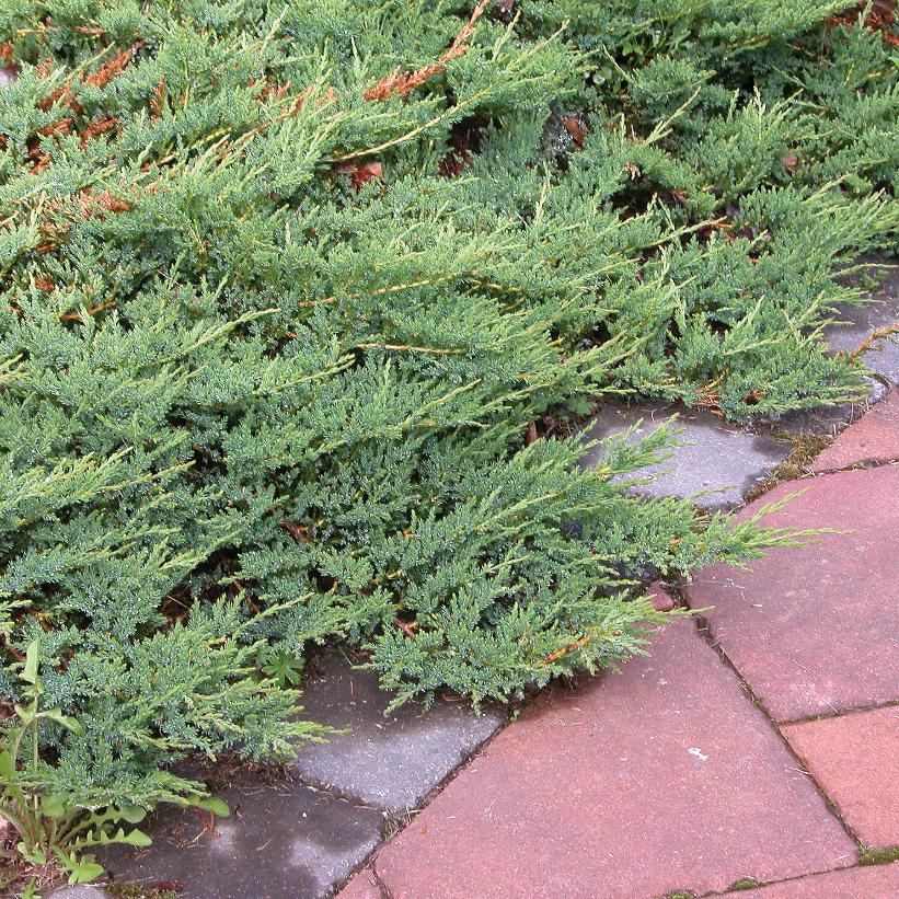 Blue Rug Juniper: Juniperus horizontalis 'Wiltonii' - 3 GAL