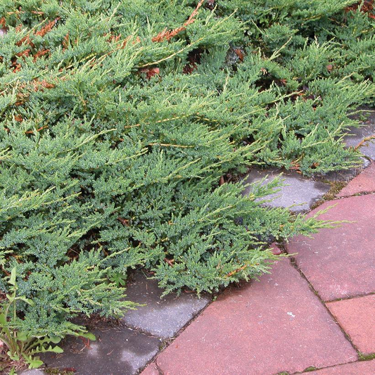 Blue Rug Juniper: Juniperus horizontalis 'Wiltonii' - 3 GAL