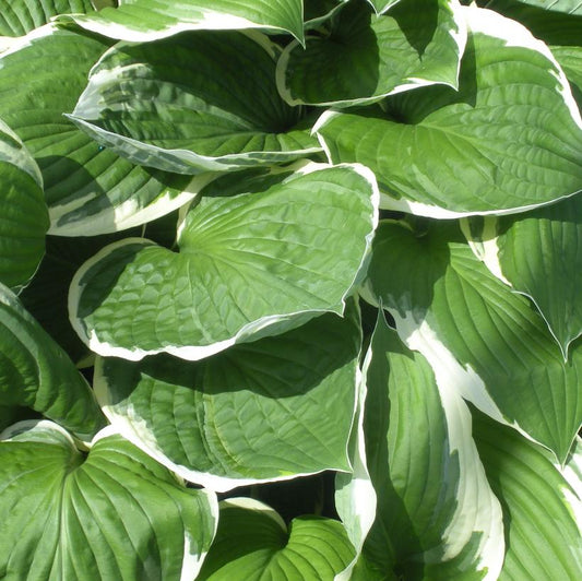 Francee: Hosta - 1GAL Pot