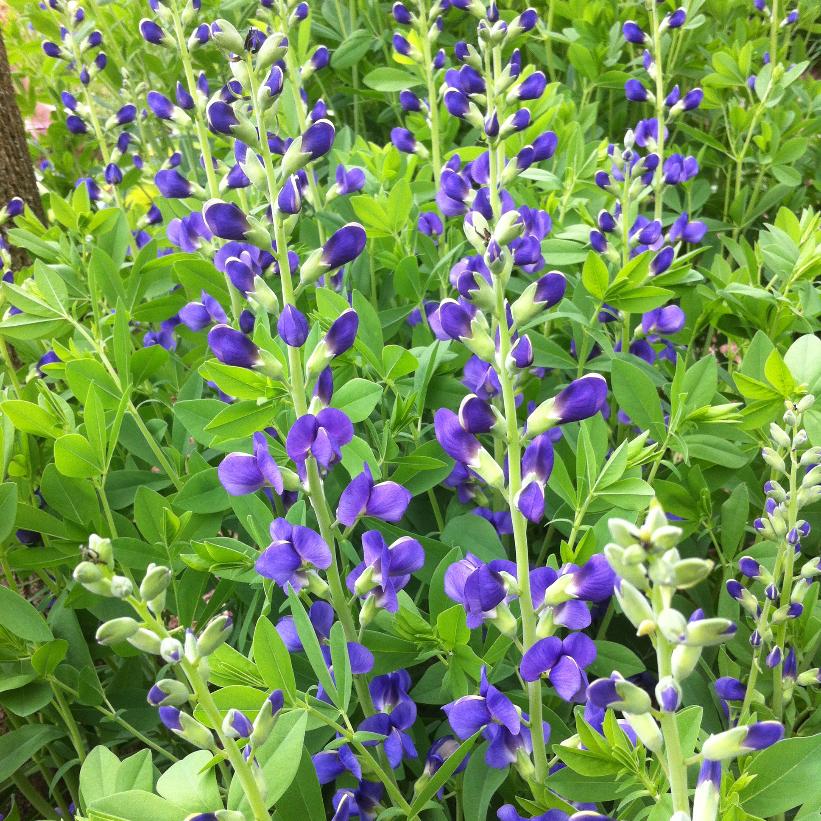 Blue False Indigo: Baptisia australis - 1GAL Pot