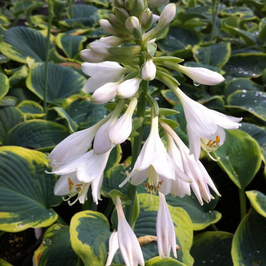 Frances Williams: Hosta - 1GAL Pot