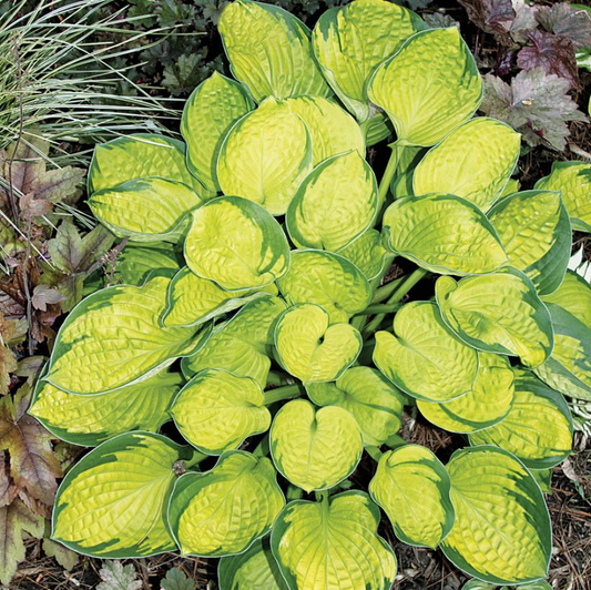 Rainforest Sunrise: Hosta - 1GAL Pot