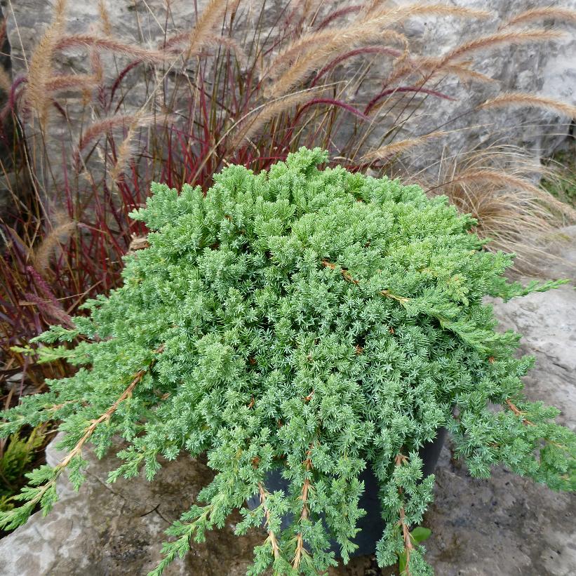 Japanese Garden Juniper: Juniperus procumbens - 3GAL Pot