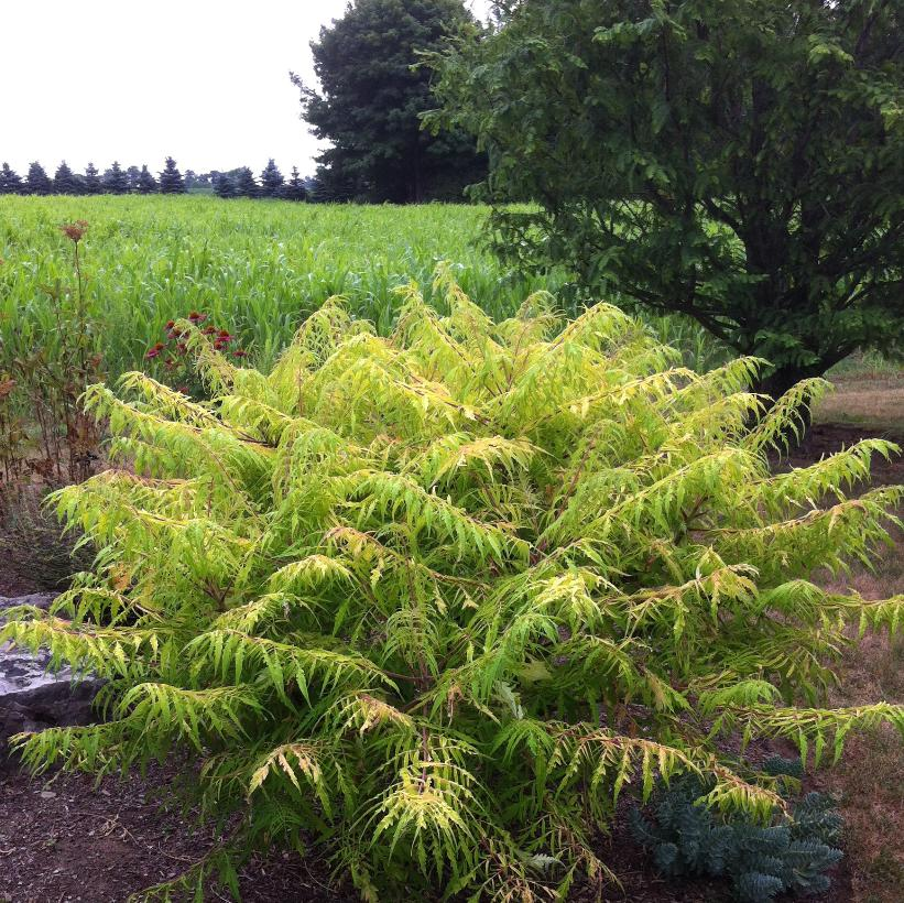 Tiger Eyes Cutleaf Sumac: Rhus typhina 'Bailtiger' - 2GAL