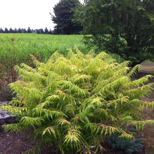 Tiger Eyes Cutleaf Sumac: Rhus typhina 'Bailtiger' - 2GAL