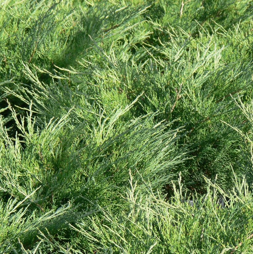 Skandia Juniper: Juniperus sabina - 10 Inch Pot