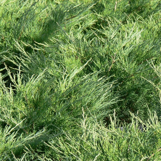 Skandia Juniper: Juniperus sabina - 10 Inch Pot