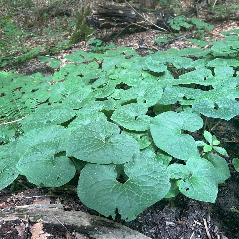 Canadian Wild Ginger: Asarum canadense - 9CM Pot