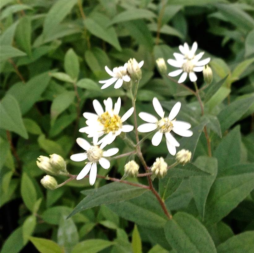 Flat-topped Aster: Aster umbellatus - 1L Pot