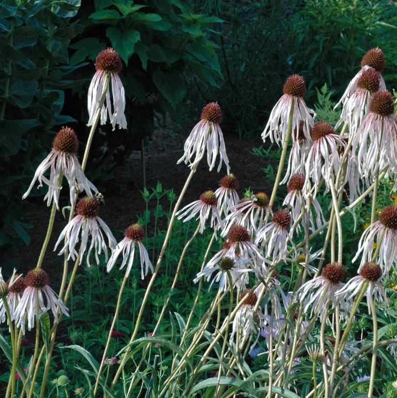 Pale Purple Coneflower: Echinacea pallida - 1L Pot