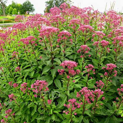 Joe Pye Weed: Eupatorium maculatum - 1GAL Pot