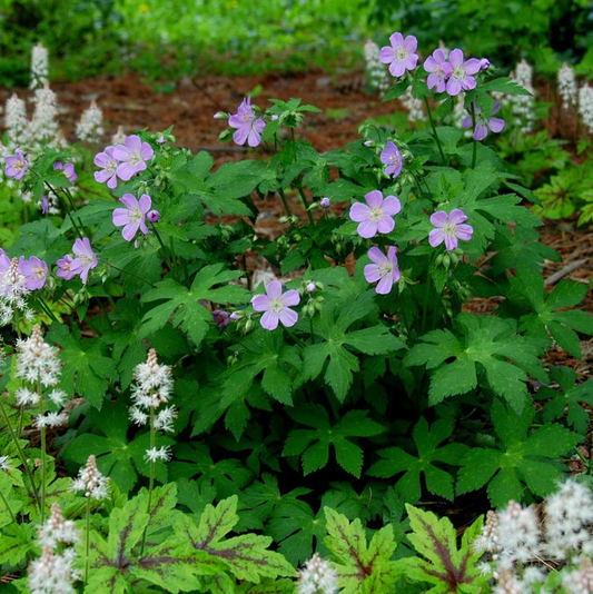 Spotted Cranesbill: Geranium maculatum - 1GAL Pot