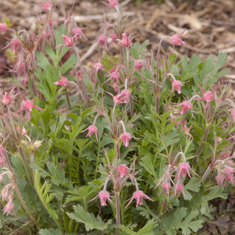 Prairie Smoke: Geum triflorum - 1.5 Inch Plug