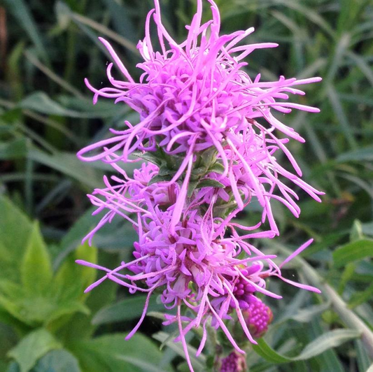 Ontario Blazing Star: Liatris cylindracea - 1L Pot