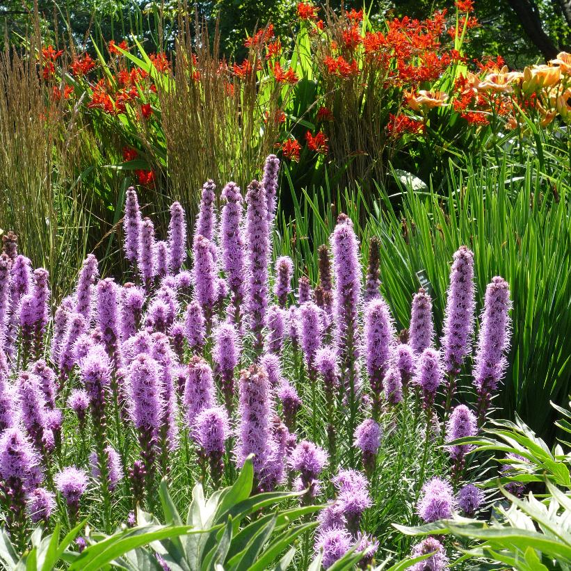 Dense Blazing Star: Liatris spicata - 2GAL Pot