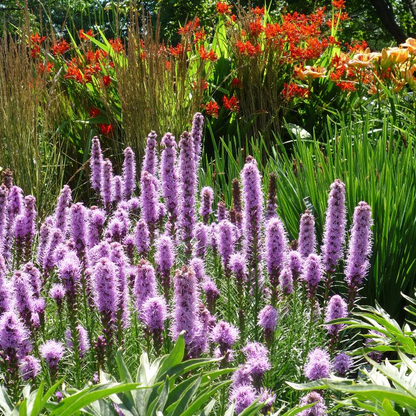 Dense Blazing Star: Liatris spicata - 2GAL Pot