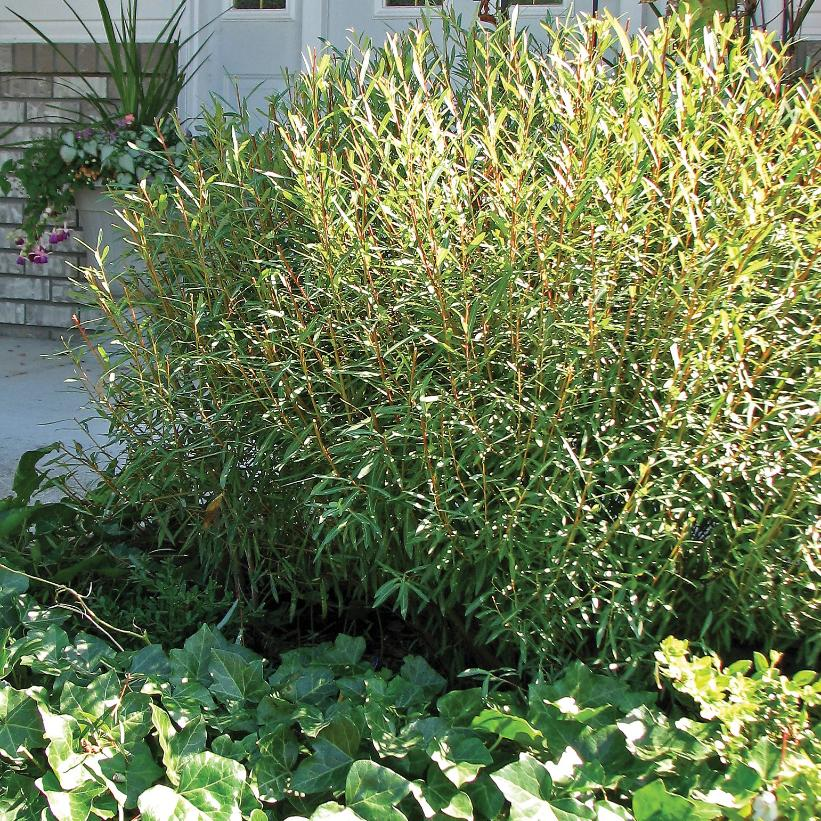 Blue Arctic Willow: Salix purpurea 'Nana' - 50CM Tall