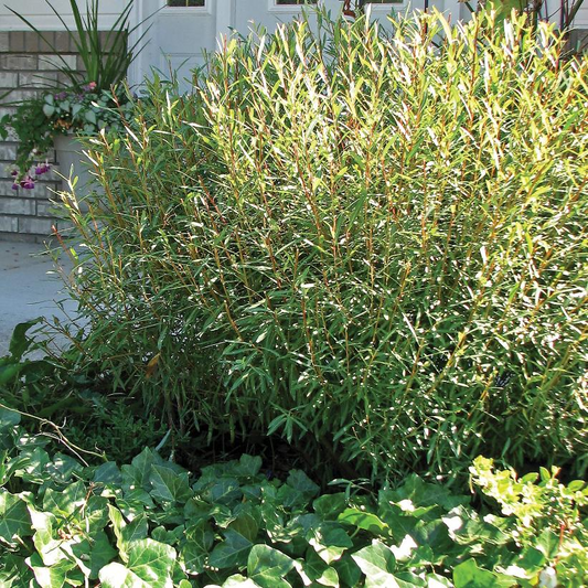 Blue Arctic Willow: Salix purpurea 'Nana' - 8 Inch Pot