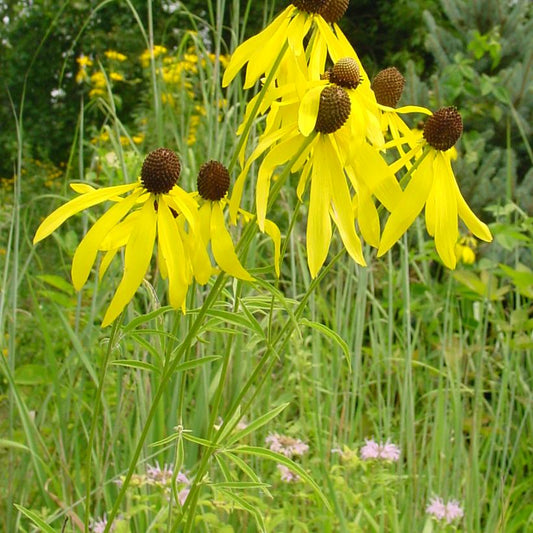 Gray-Head Coneflower: Ratibida pinnata - 1L Pot