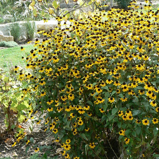 Brown-Eyed Susan: Rudbeckia triloba