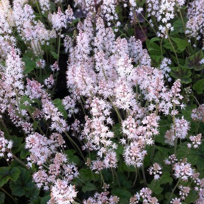 Sylvan Lace Foamflower: Tiarella - 1GAL Pot