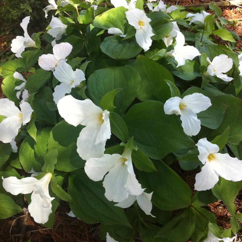 White Trillium: Trillium grandiflorum - 1L Pot