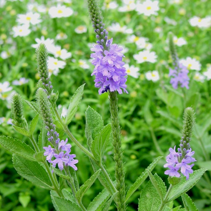 Hoary Vervain: Verbena stricta - 1L Pot
