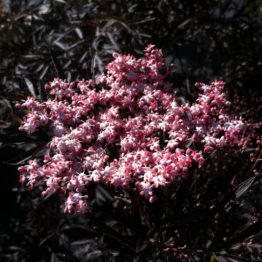 Black Lace Elderberry: Sambucus nigra 'Eva' - 2GAL Pot