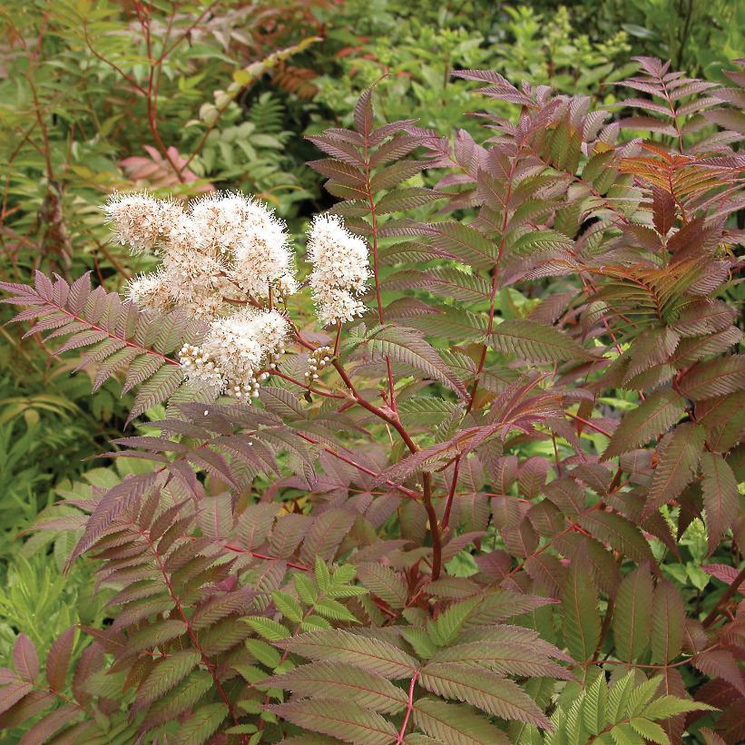 False Spirea - Sorbaria sorbifolia - 2GAL Pot