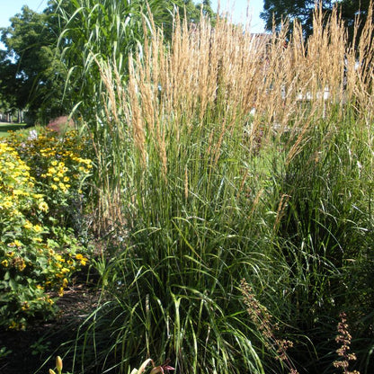 Karl Foerster Reed Grass: Calamagrostis acutiflora