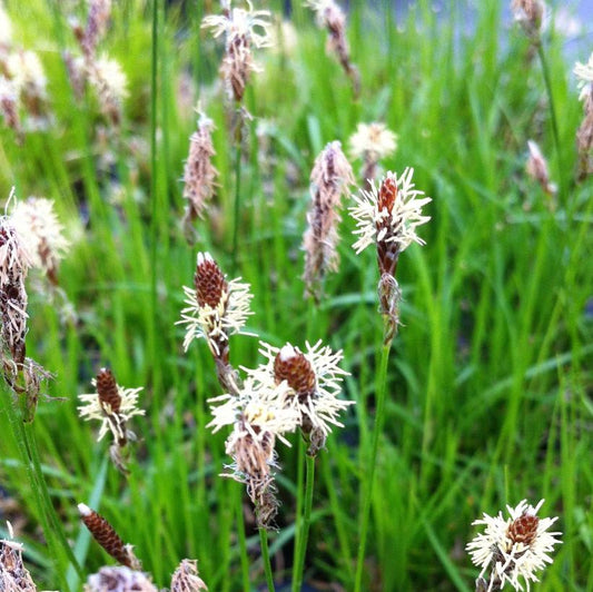 Oak Sedge: Carex pensylvanica - 1LTR Pot