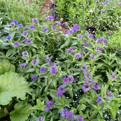 Bachelor's Button: Centaurea montana - 1GAL Pot