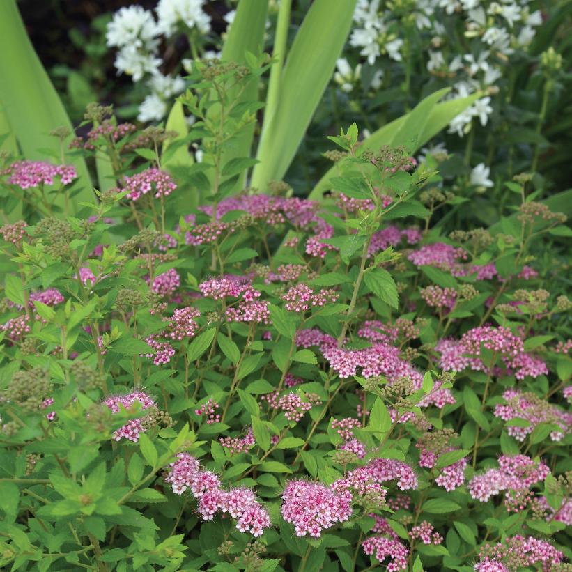 Little Princess Meadowsweet: Spirea japonica - 50CM Tall