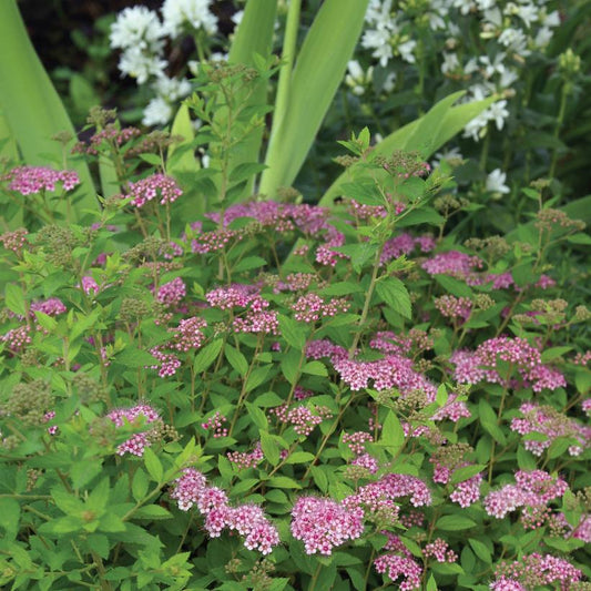Little Princess Meadowsweet: Spirea japonica - 50CM Tall