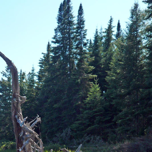 Balsam Fir: Abies balsamea