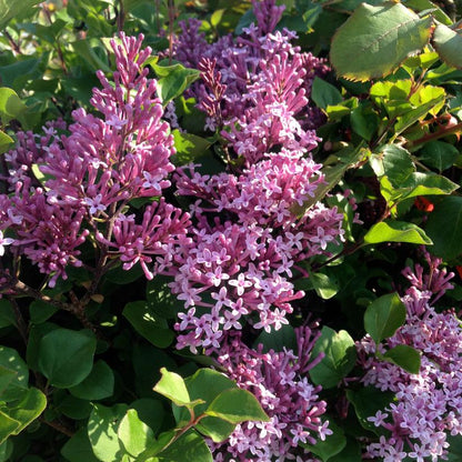 Korean Lilac Bush: Syringa meyeri 'Palibin' - 3GAL Pot 40CM Tall