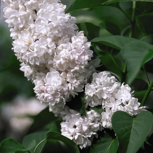 Beauty of Moscow Lilac: Syringa vulgaris - 7GAL Pot 100CM Tall